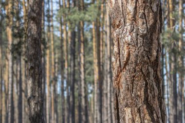 Çam kabuğu dokusu. Ağaç yaklaş. Doğanın temasını ekran koruyucusu. Ağaç gövdesi. Ahşap arka. Tasarım ögesi.