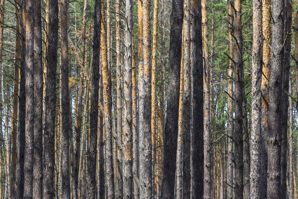 Coniferous forest. Slender trunks of pines. Vertical lines in nature. Pine forest. Wood background. Screensaver on the theme of nature. Parallel lines. Texture of tree bark. Geometry in nature.