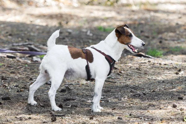 Jack Russell Terrier Profili Köpekleri Koşum Takımında Gezdir Enerjik Evcil — Stok fotoğraf