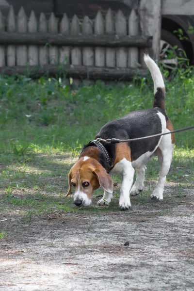 Loving breed of dogs. Balanced pet for a walk. Beagle dog on a leash. Good animal. Dog walking rules. Three-color coat of dogs. Calm puppy. Dog\'s sense of smell.