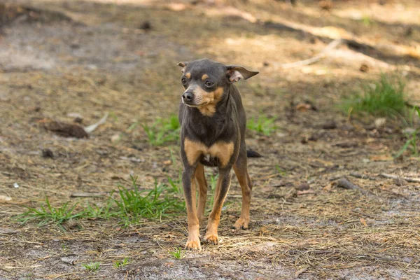 Kahverengi Chihuahua Doberman Renginde Küçük Bir Köpek Cep Köpeği Hayvanı — Stok fotoğraf