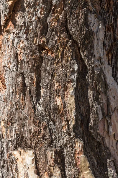 Textura Casca Pinheiro Árvore Perto Screensaver Sobre Tema Natureza Tronco — Fotografia de Stock