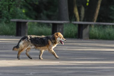 Çiftlik köpeği. Sokakta tasmasız bir köpek. Yavru köpek yürüyüşe çıktı. Koşan hayvan. Hayvan koruması. İnsanın sadık bir dostu. Evcil hayvanlar. Evsiz hayvanlar.