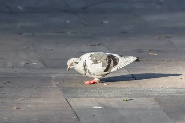 白灰色の鳩 市鳥だ 鳩のオレンジ色の目 野生の自然 ライブメールだ 大人の鳥だ 鳥類学の科目だ 野生生物保護 — ストック写真