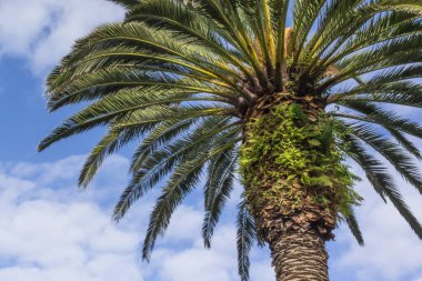 Deniz kenarındaki yemyeşil palmiye ağaçları. İspanya tatil köyü. Tropik bitki örtüsü. Palmiye ağacının alt manzarası. Yaz dönemi. San Sebastian plajları. Mavi gökyüzüne karşı palmiye ağacı. Palmiye dalları.