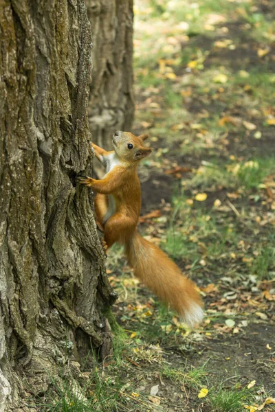 Röd Ekorre Tittar Kameran Apelsinull Söt Gnagare Djur Stadsparken Vilt — Stockfoto