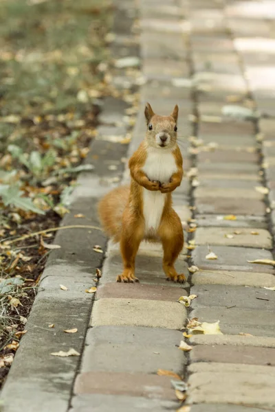 Red squirrel looks at the camera. Orange wool. Cute rodent. Animals in the city park. Wild life in the city.  Feed the squirrel. Wildlife and environmental protection. Fluffy tail. Curious animal. Nimble and bouncy squirrel on a tree.