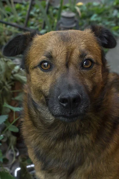 Cão Sem Abrigo Raça Cães Ajudar Animais Sem Abrigo Protecção — Fotografia de Stock