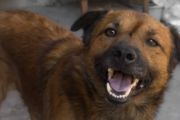 Cão Sem Abrigo Raça Cães Ajudar Animais Sem Abrigo Protecção — Fotografia de Stock