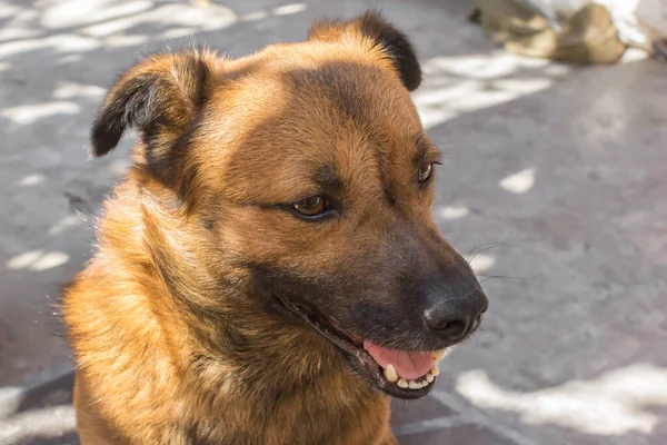 Cão Sem Abrigo Raça Cães Ajudar Animais Sem Abrigo Protecção — Fotografia de Stock