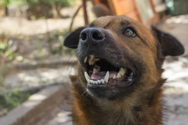 Cão Sem Abrigo Raça Cães Ajudar Animais Sem Abrigo Protecção — Fotografia de Stock