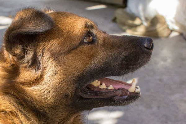 Cão Sem Abrigo Raça Cães Ajudar Animais Sem Abrigo Protecção — Fotografia de Stock