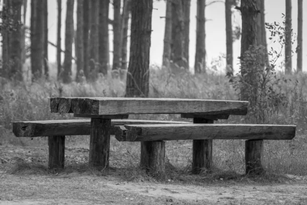 Beschaafde Openlucht Recreatie Een Bankje Een Dennenbos Picknick Het Bos — Stockfoto