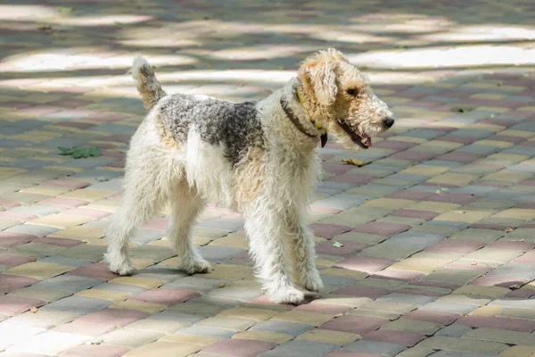 Sokaktaki Airedale. Safkan bir köpeği temsil ediyor. Yavru köpek eğitimi. Köpek yetiştirmek. Hayvan bakımı. Orta cins bir köpek için tasma. İyi bir soy ağacı. Üreme gereksinimleri.
