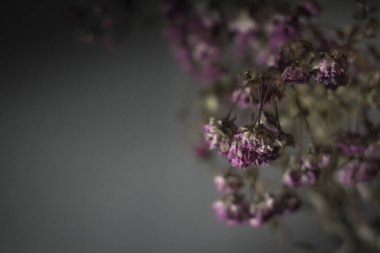 Ölü çiçekler. Solmuş güller. Dallarda kuru çiçekler var. Cenaze geçmişi. Kasvetli bir resim. Sonsuz hatıra. Hatırlıyor ve yas tutuyoruz. Gotik tema. Hassas küçük tomurcuklar.