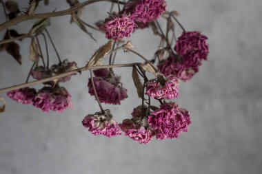 Ölü çiçekler. Solmuş güller. Dallarda kuru çiçekler var. Cenaze geçmişi. Kasvetli bir resim. Sonsuz hatıra. Hatırlıyor ve yas tutuyoruz. Gotik tema. Hassas küçük tomurcuklar.