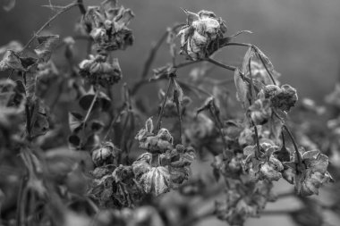 Ölü çiçekler. Solmuş güller. Dallarda kuru çiçekler var. Cenaze geçmişi. Kasvetli bir resim. Sonsuz hatıra. Hatırlıyor ve yas tutuyoruz. Gotik tema. Hassas küçük tomurcuklar.