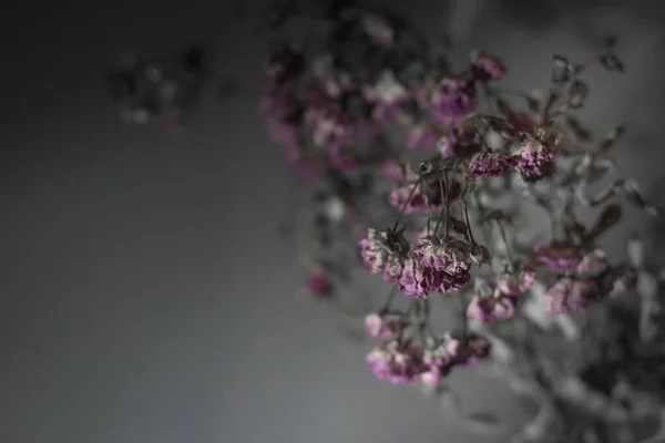 Ölü Çiçekler Solmuş Güller Dallarda Kuru Çiçekler Var Cenaze Geçmişi — Stok fotoğraf
