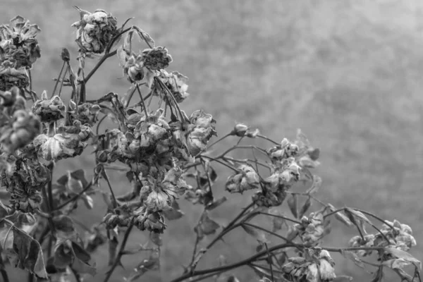 Dode Bloemen Verdorde Rozen Droge Bloemen Takken Begrafenisachtergrond Een Sombere — Stockfoto