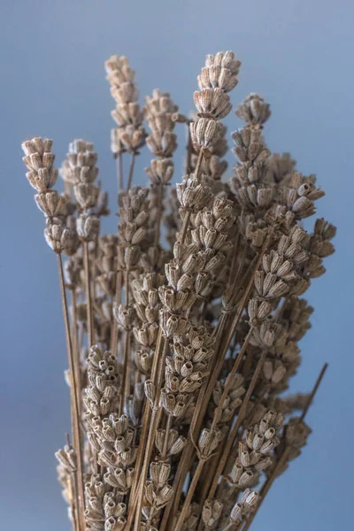 Flores Lavanda Seca Herbário Perfumado Cheiro Lavanda Decoração Para Quarto — Fotografia de Stock