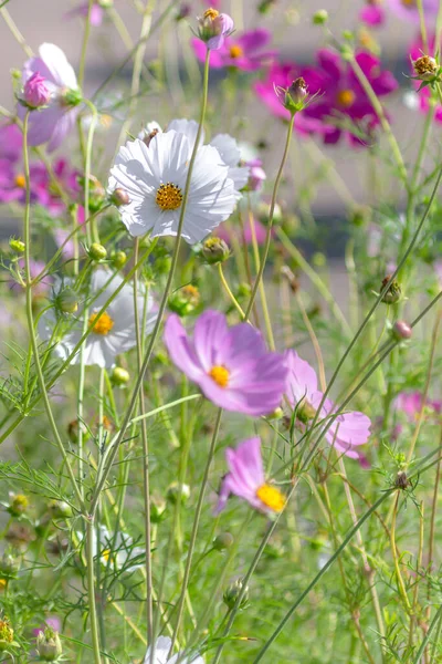 Delicate flowers. Floral background. Daisy buds. Rose petals. Happy Birthday. Romantic postcard. Beautiful nature.