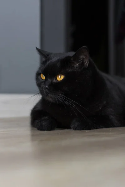 Schwarze Katze Schottische Straßenkatze Schwarzes Tier Als Symbol Des Glücks — Stockfoto