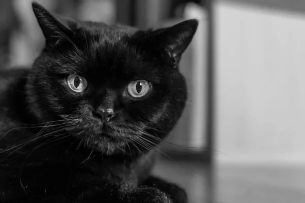 Pisică Neagră Scottish Straight Cat Animalul Negru Simbol Fericirii Ominous — Fotografie, imagine de stoc