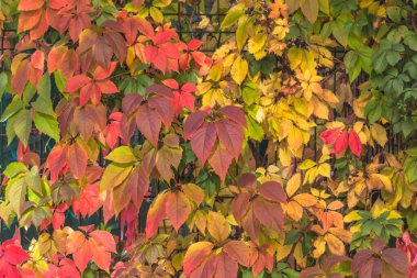 Sonbaharın parlak renkleri. Altın zamanı. Arka planda sarı, kırmızı, turuncu ve yeşil renkler var. Çit. Yılın en güzel zamanı. Parkta sonbahar. Ekim ayında bitki rengi. Renkli yapraklar.