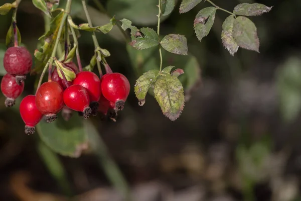 Kırmızı Dut Köpek Gülü Meyvesi Geleneksel Tıp Soğuk Algınlığı Öksürüğe — Stok fotoğraf