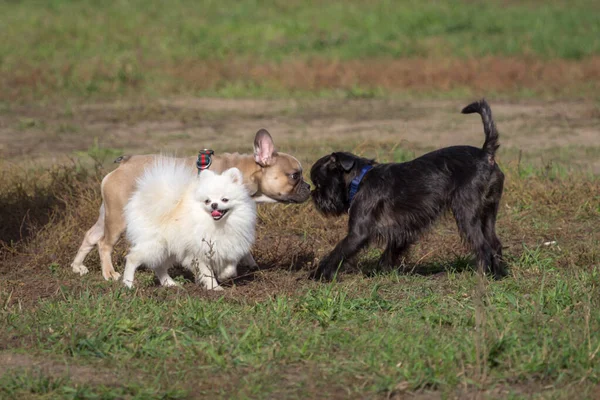 Köpekleri gezdiriyorum. Küçük cins köpek. Safkan hayvan. Üç köpek. Köpekler birbirlerini koklar. Hayvanlara aşinayım. Parkta yürüyüşe çıkan yavrular. Yavru köpek yetiştiriyorum. İnsan dostu..