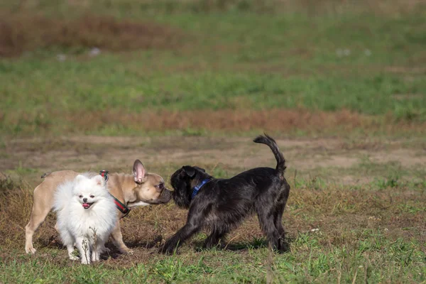 Paseando Los Perros Perro Raza Pequeña Mascota Pura Tres Perros — Foto de Stock