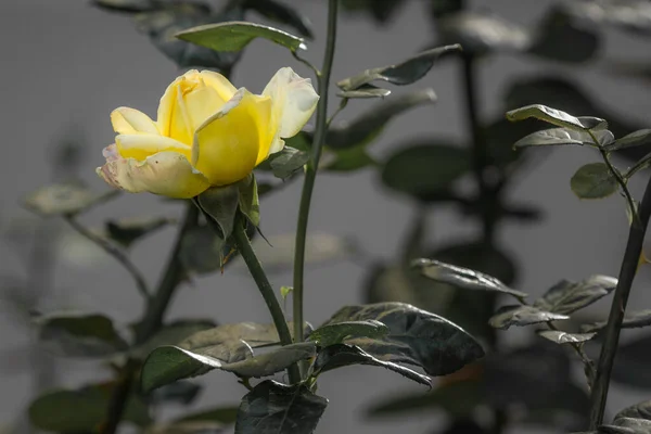Lonely yellow rose. A blossoming bud. Rose petals. Parting symbol. Copyspace with a lonely flower.