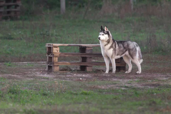 Dog in a rack. Husky breed. Active dog breeds. Blue-eyed puppy. Dense undercoat. The color of the wolf. Pet hails from Alaska. Husky education and training. The dog is not afraid of winter frosts.