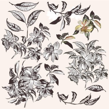 Vektör topluluğu el çekilmiş tropikal çiçek tasarımı için