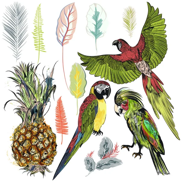 Handgezeichnete Vektorsammlung Von Papageien Palmblättern Und Ananas — Stockvektor