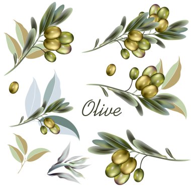 Vektör zeytin bitkiler için tasarım kümesi