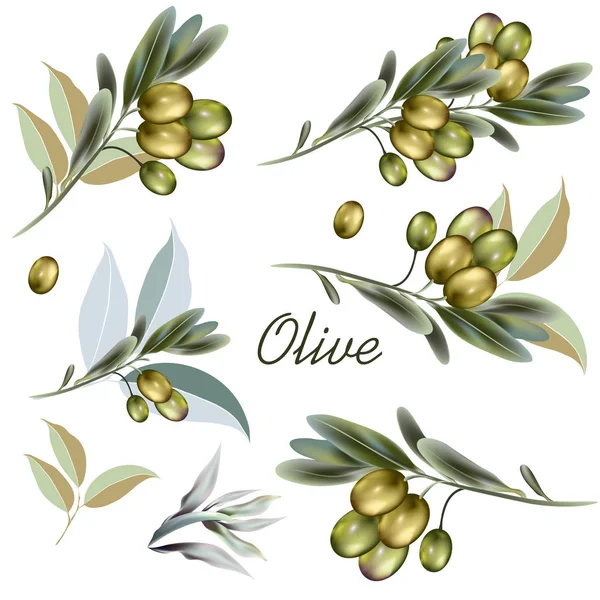 Uppsättning Vektor Oliv Växter För Design — Stock vektor