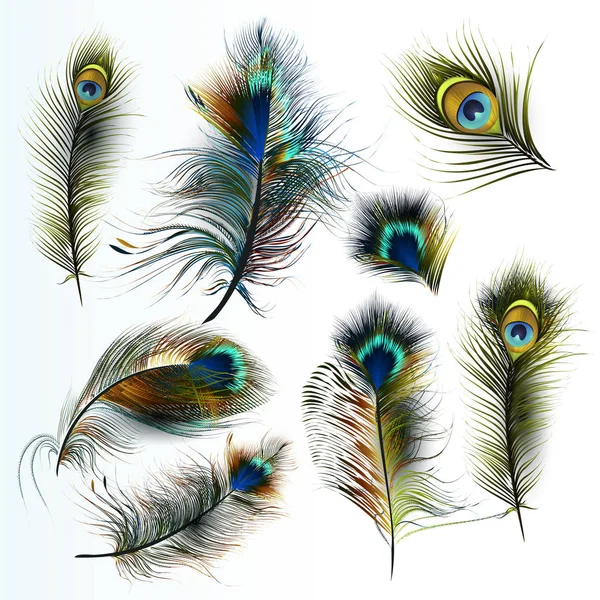 美丽的矢量逼真孔雀羽毛收藏品 — 图库矢量图片