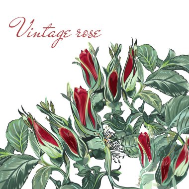 Gül çiçek tasarımı için illüstrasyon vektör el ile çizilmiş