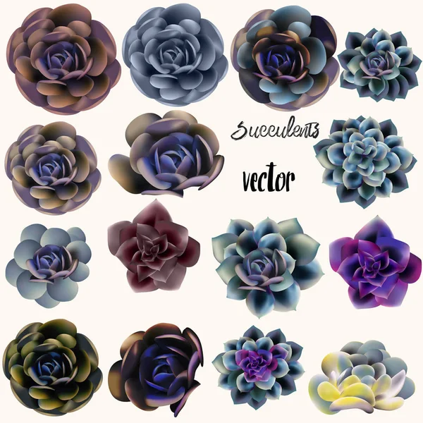 Büyük Vektör Succulents Tasarımı Için Set — Stok Vektör