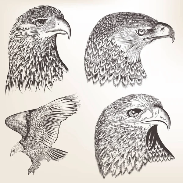 Collection Vector Hand Drawn Eagles — Stock Vector