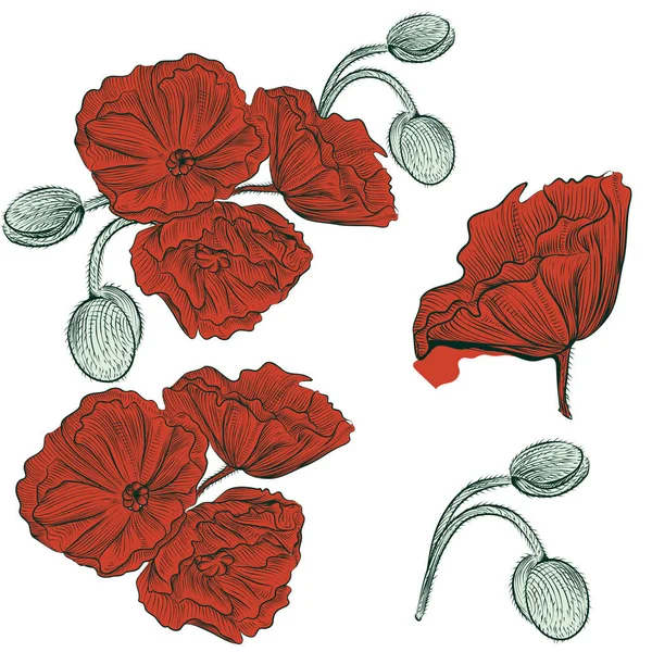 Coleção Flores Papoula Desenhadas Mão Para Design — Vetor de Stock