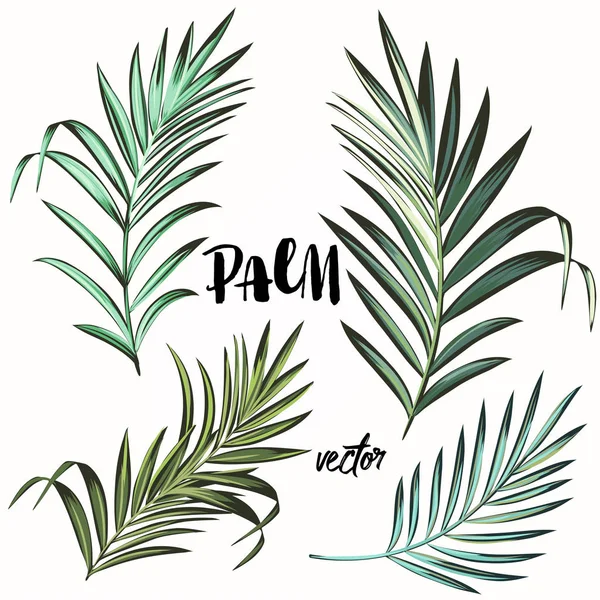 Sbírka Vektorových Palm Listy Pro Design — Stockový vektor