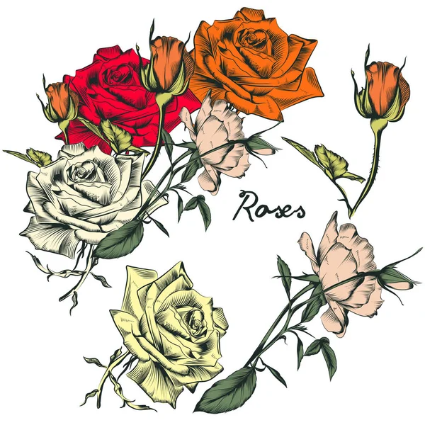 Conjunto Belas Flores Rosa Vetor Desenhado Mão Estilo Retro — Vetor de Stock