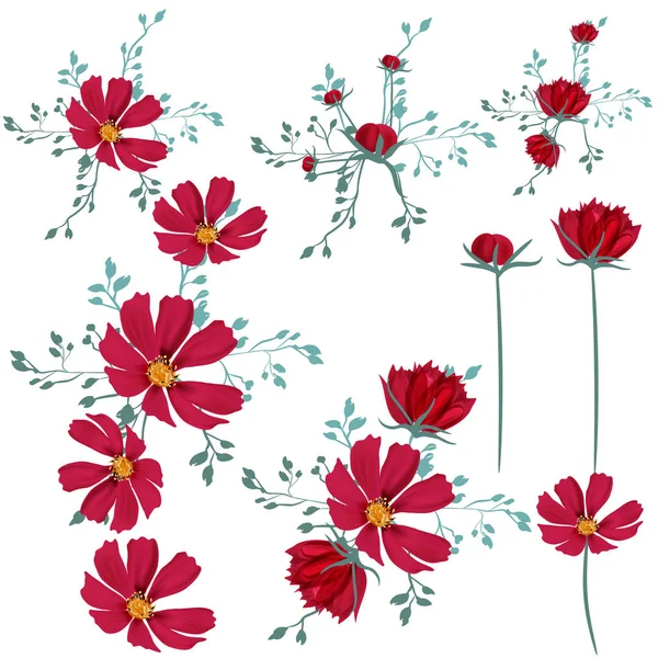 ベクター デザインのコスモスの花のコレクション — ストックベクタ