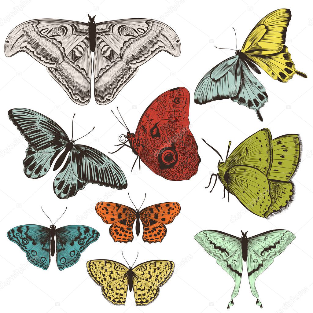 Big set of vector hand drawn butterflies