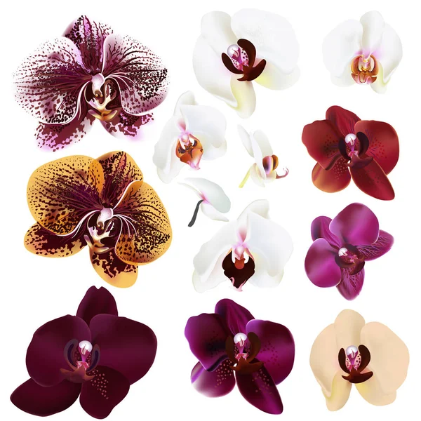 Colección Flores Orquídeas Realistas Vectoriales Para Diseño Vector de stock