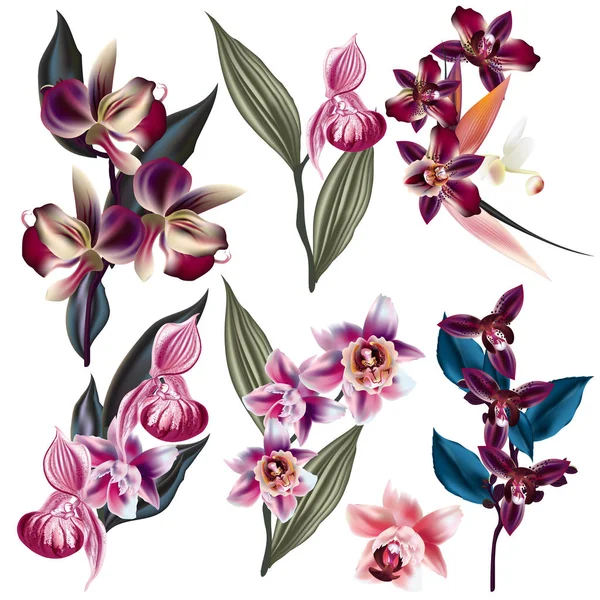 Big Set Vector Orchid Flowers Tropical Plants — Stockový vektor