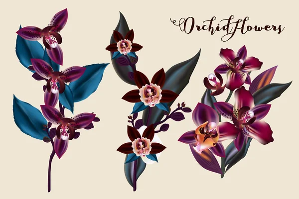 Set Orchideebloemen Realistische Stijl — Stockvector