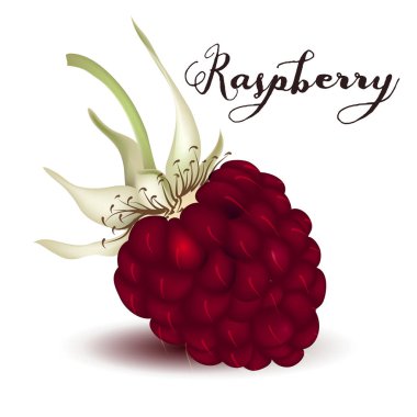 Tasarım için vektör lavanta çiçekleri büyük koleksiyonu